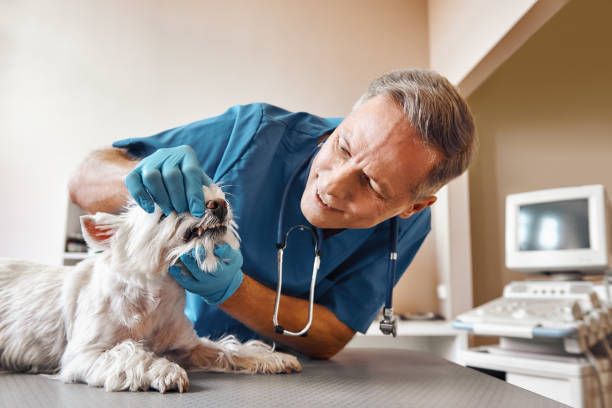 Best Same-Day Emergency Dental Services in Bridgeport, MI
